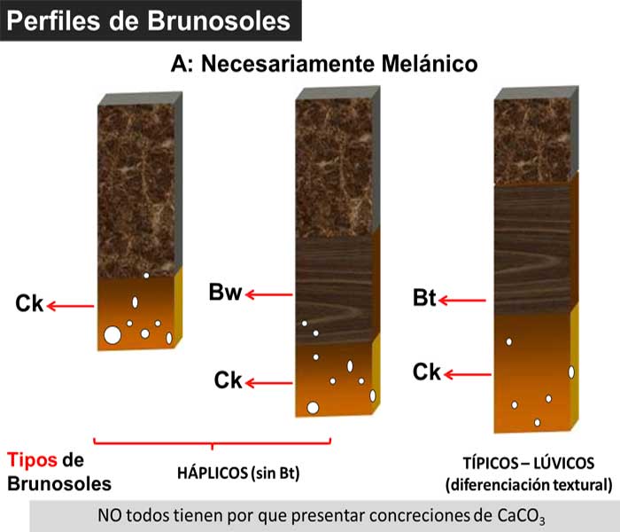 Perfil Modal Brunosol