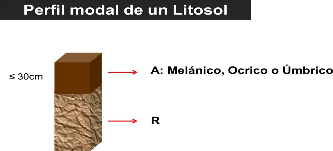 Perfil Modal Litosol