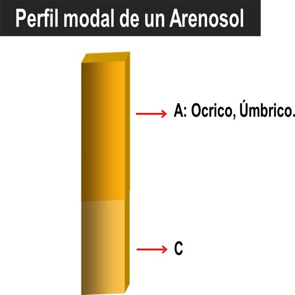 Perfil modal Arenosol