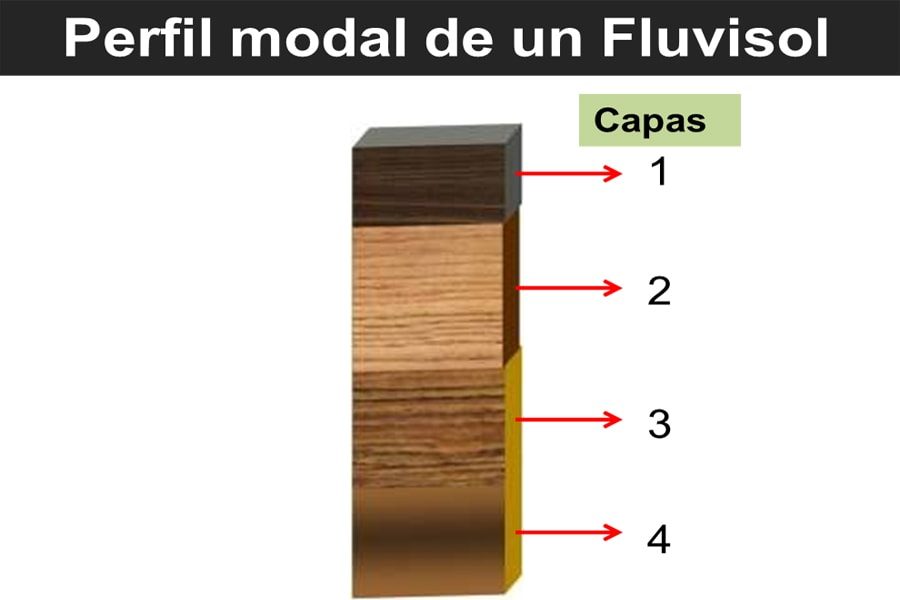 Perfil modal Fluvisol
