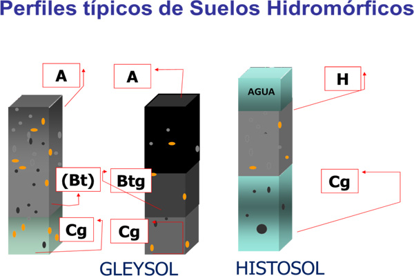 Perfil Modal Hidromórficos